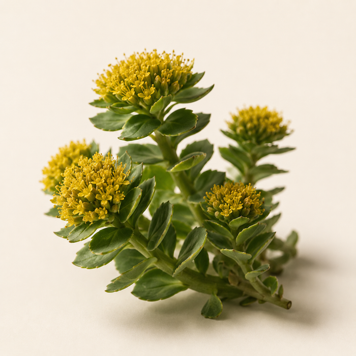 Rhodiola Rosea — 135mg