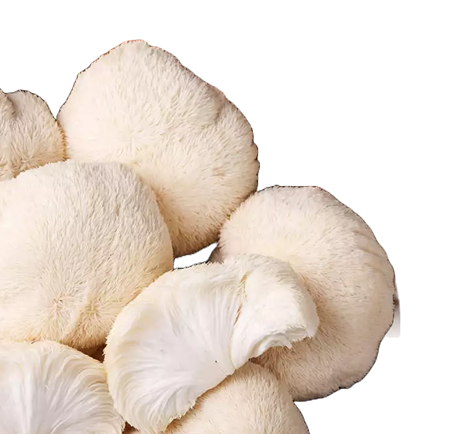 Lion’s Mane