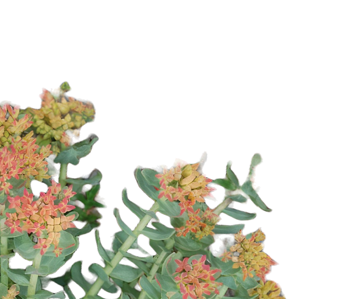 Rhodiola Rosea