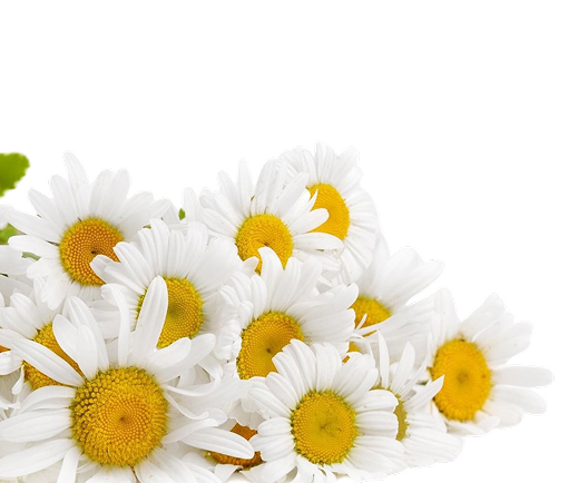 Chamomile Extract