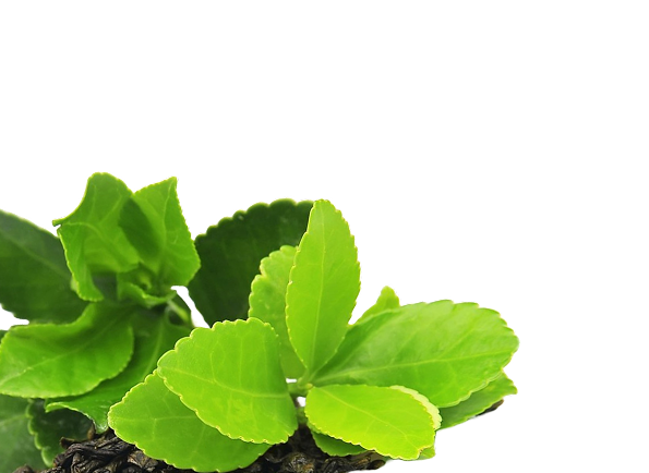 Green Tea Extract