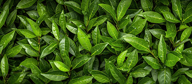 L-Theanine