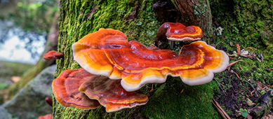 Reishi Mushroom